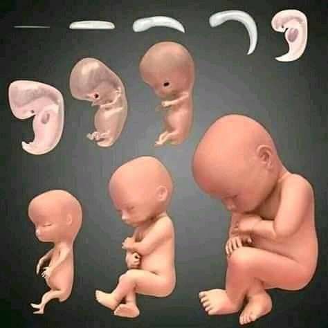 Scientific facts in Quran The Development of the Human Embryo 