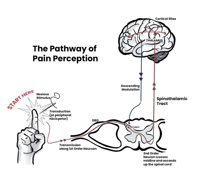 Scientific facts in Quran Pain Receptors